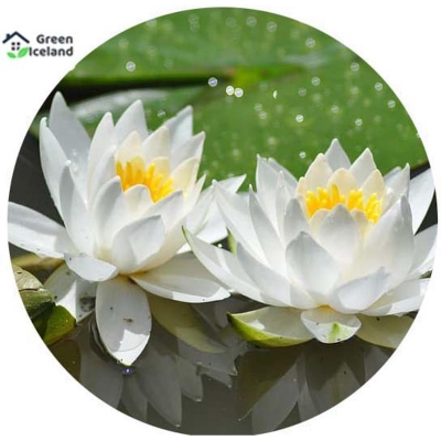 Picture of 10 Piece White Padmaflower Seeds (White Padmaful Seeds) of All Seasons