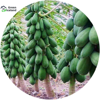 Picture of 10 Piece Imported Global Papa Seeds (Papaya Seeds) -10 Piece Seed
