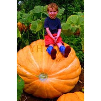 Picture of Sweet pumpkin seed-10 pice seeds