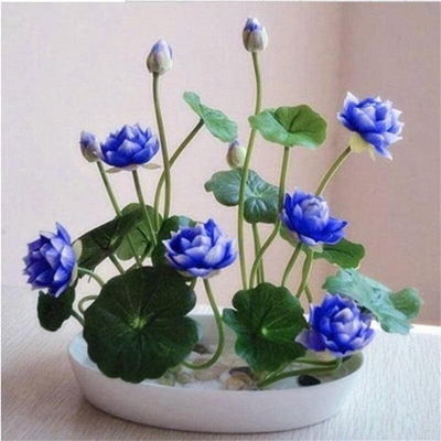 Picture of Bonsai Flower Padma Flower Summer Padma Pot Bonsai Garden Plants-5pcs Seeds