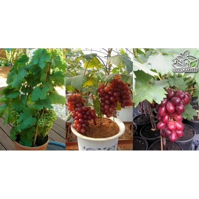 Picture of Grape seed-20 pice seeds as photo trees