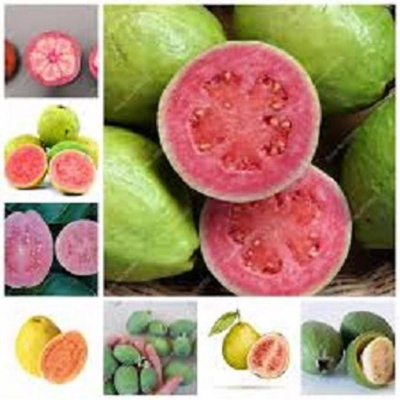 Picture of Guava bonsai delicious tropical fruit potted non transgenic outdo