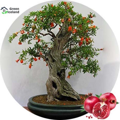 Picture of Global pomegranate bonsai seeds (pomegranate fruit seeds)- 20 pes seeds
