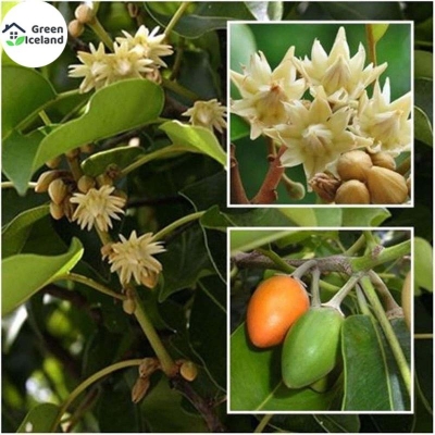 Picture of Global bakul/bud flower seed-20 pice seeds