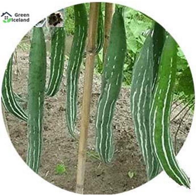 Picture of All season's chichinga/cushion seed-10 pes seeds