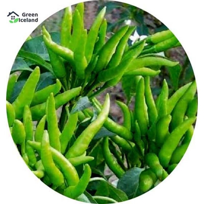 Picture of Global long spicy green pepper seed-20 pce seed seeds