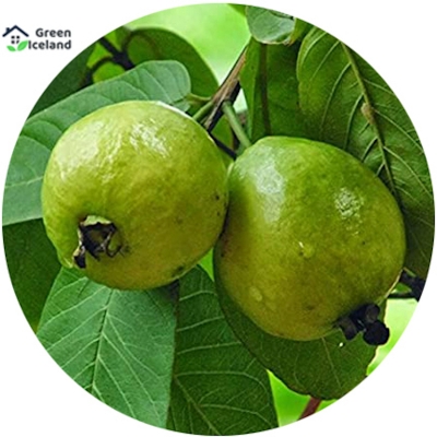 Picture of Thai-7 guava seed-20 pice seeds