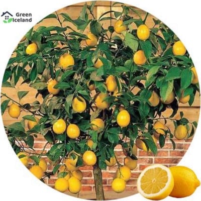 Picture of 5 Piece Natural Dwarf Lemon Seeds-5 Piece Seeds