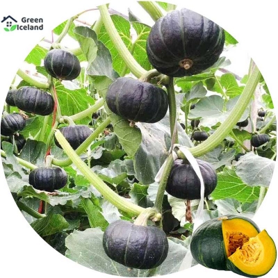 Picture of Organic sweet pumpkin seeds (mystikuma seeds) - 10 pieces seeds