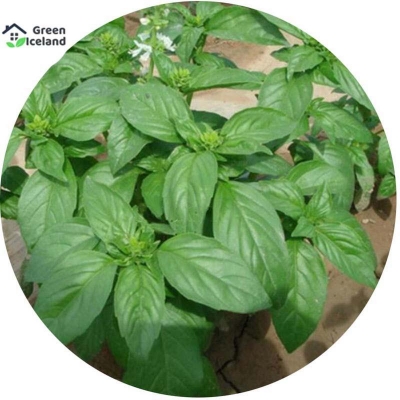 Picture of Basil/Tulsi Seed (Tulsi Seed) - 20 Piece Seeds