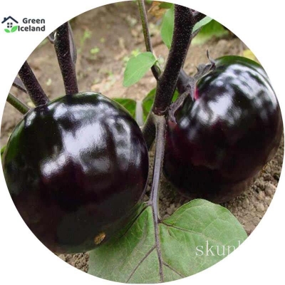 Picture of Black Eggplant Seeds (Black Eggplant Seeds) - 20 PCS Seeds