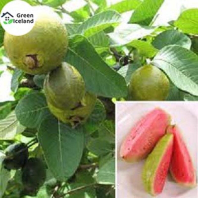 Picture of Rare guava seeds (Pora seeds) - 20 pce seeds