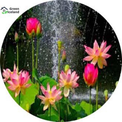 Picture of 5 Peace Global Padma Flower Bonsai Seed (Padmaful Seed)