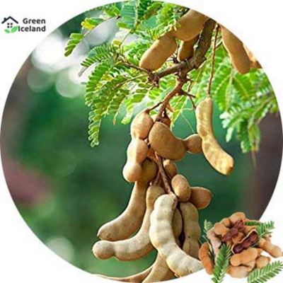Picture of 10 Piece Organic Sweet Fruit Fruit Bonsai Seeds (Sweet Butter Seeds) - 10 Piece Seeds