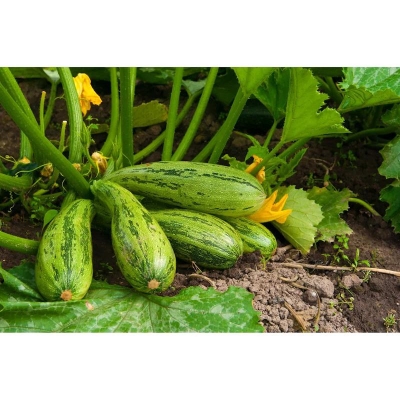 Picture of Zucchii squash seed vegetable fruits planting watermelon seed planting-10pcs seeds for seasonal house garden