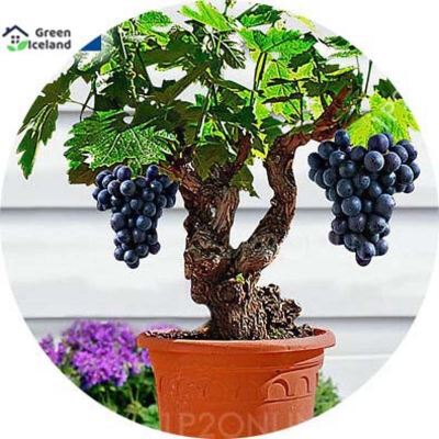 Picture of 20 Piece Small Grape Seeds of All Seasons (Gen Seeds) - 20 Piece Seeds