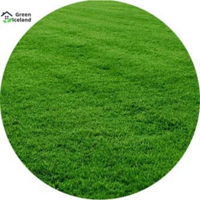 Picture of Rare lawn grass seeds (carpet grass) - 200 + pice seeds