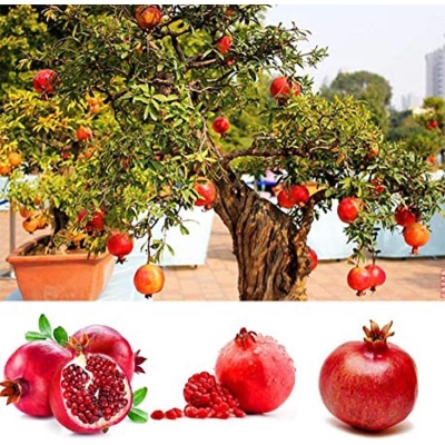 Picture of Bonsai pomegranate bonsai very sweet delicious fruit bonsai juicy tree bonsai plants and seeds for house garden-20 pce seeds