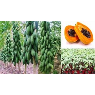 Picture of The seeds of papaya bonsai tree 10 pcs