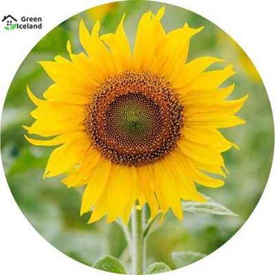 Picture of Sunflower bonsai seeds (sunflower flower seeds) - 20 pcs seeds
