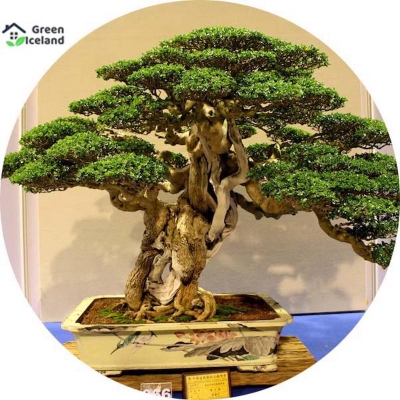 Picture of 10 Peace Global Prima Sarrisa Landscape Bonsai Seeds