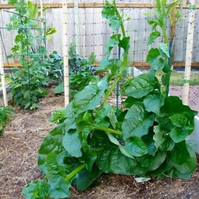 Picture of Pooce Thick Data Seed -100 Piece Seeds