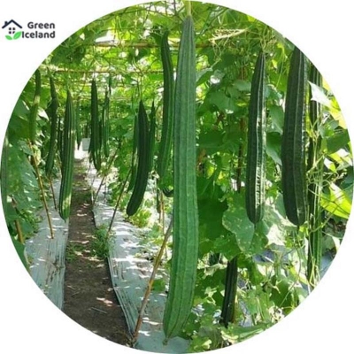 Picture of All season shrimp/shrimp seeds (shinga seeds) - 10 pce seeds