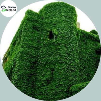Picture of All season climbing shrubs flower seed-10 pc seeds