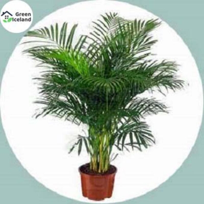 Picture of Cycas/Lady Palm Seed-5 Piece Seeds