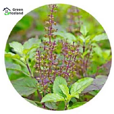 Picture of Basil/Tulsi Seed-20 Peace Seed