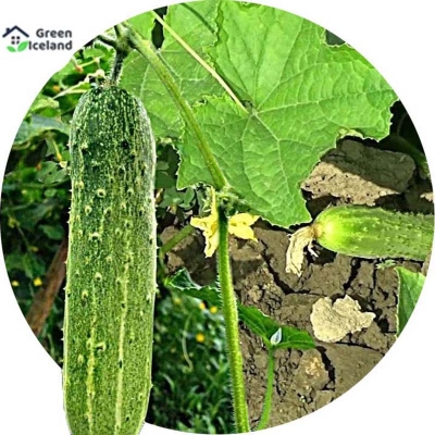 Picture of Seed