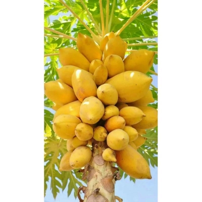 Picture of Papaya tree organic carica papaya bonsai garden for vegetable fruit trees 10 pc/bag seeds