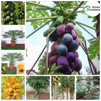 Picture of 5 pc beautiful yellow golden papaya seeds of all season (Yellow Petop Seeds)