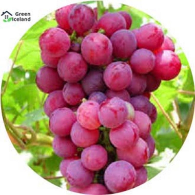 Picture of Grape Seeds- 20 pcs