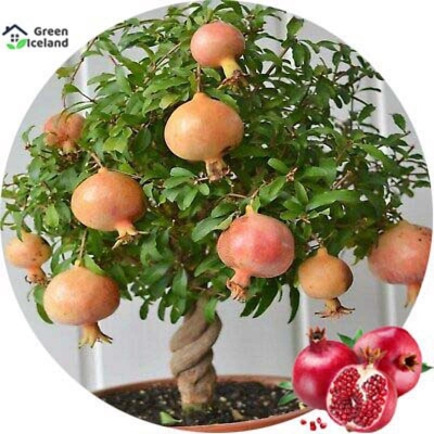Picture of 10 Piece natural pomegranate bonsai seed-10 pes seeds