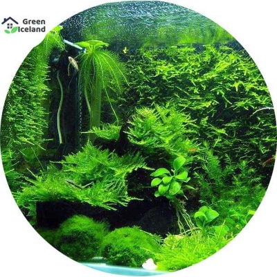 Picture of Aquarium Moss Bonsai Grass Seed -20 Piece Seeds
