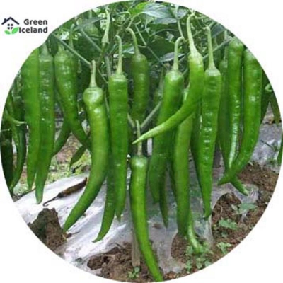 Picture of 20 pieces