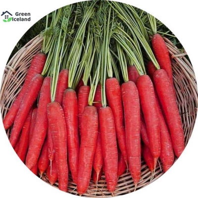 Picture of 100 pice hybrid f1 red carrot seeds