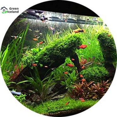 Picture of Global Aquarium Green Grass Seed Seed-20 Piece Seeds
