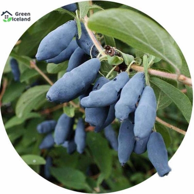 Picture of 50 PCS Organic Lonicera Caerulea Fruit Seeds (Honeyberry Blueberry) - 50 PCS Seeds