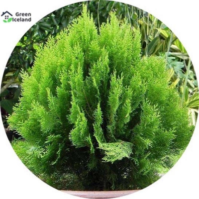 Picture of Pubon Zhou Tree Seed -100 Piece Seeds