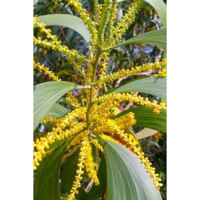 Picture of Seeds