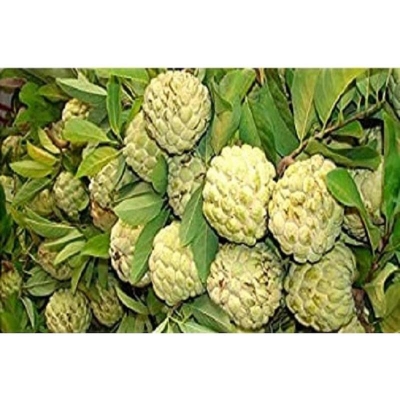 Picture of Sugar-free apple floors organic fruit and vegetable plants apple custard apple apple plant bonsai plant plant plant plant house garden-10pcs seeds