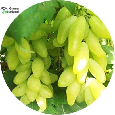 Picture of 10 Piece Grapes-10 Peace Seeds (imported global seeds)