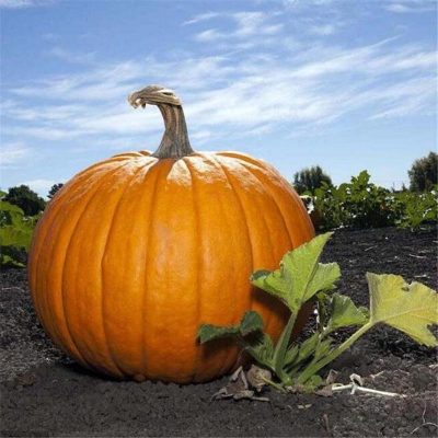 Picture of US Atlantic Giant Pumpkin King Pumpkin Generation Hybrid Import-10 Peace Seeds