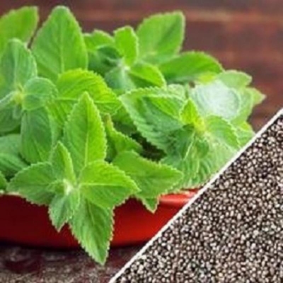 Picture of Mint/Pudina Seed -100 Piece Seeds