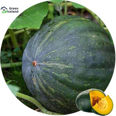 Picture of Sweet pumpkin seeds of all season (sweet potato seeds) - 10 pieces seeds