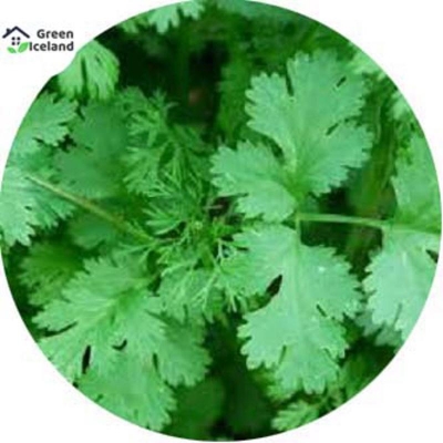 Picture of Global Dhonia leaves seed-50 pc seeds
