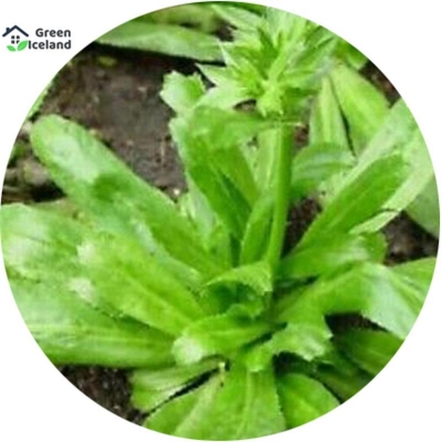 Picture of 30 pieces of natural garden bill is coriander seed