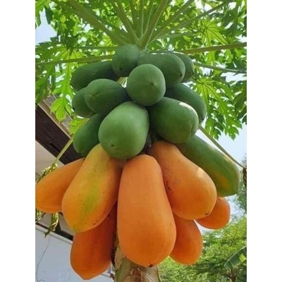 Picture of The seeds of papaya-10 pc